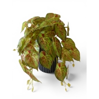 Caladium with leaves
