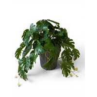 Artificial ampelous monstera