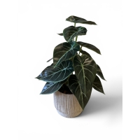 Philodendron artificial