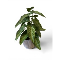 Philodendron artificial
