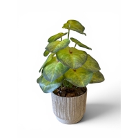 Pothos artificial